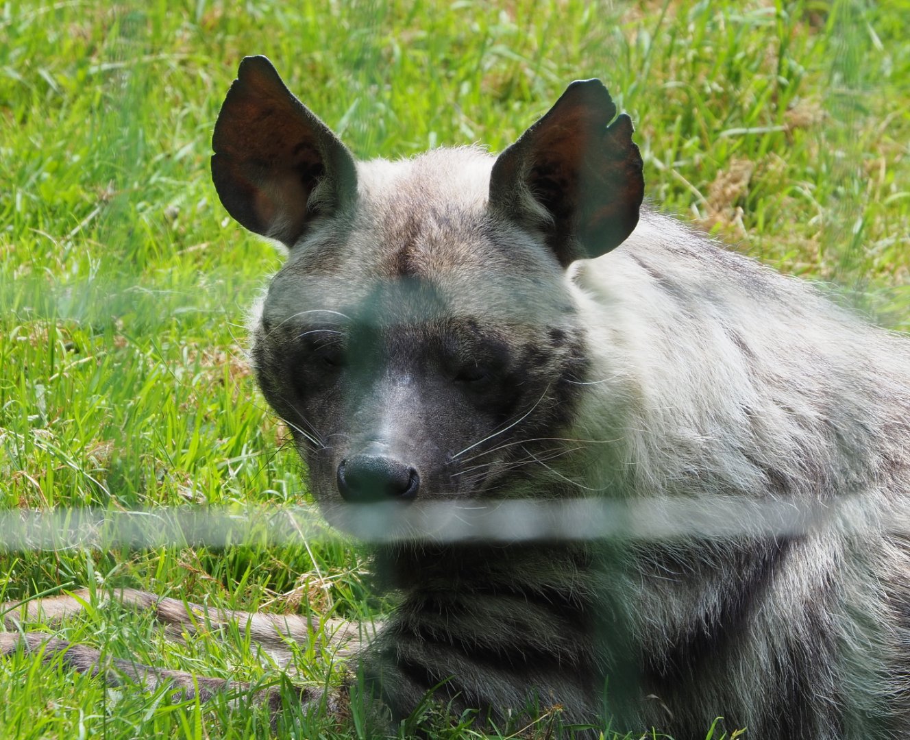 Striped hyena (Hyaena hyaena), 2021-06-15