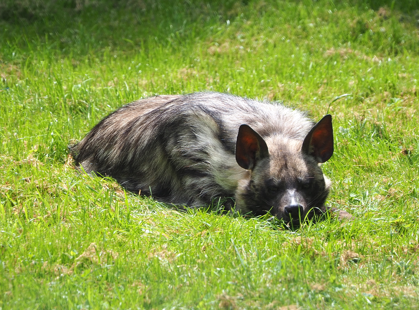 Striped hyena (Hyaena hyaena), 2021-06-15