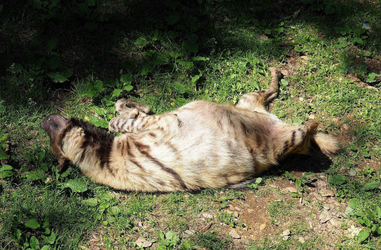 Striped hyena (Hyaena hyaena), 2023-06-24