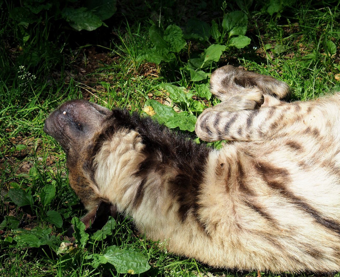 Striped hyena (Hyaena hyaena), 2023-06-24