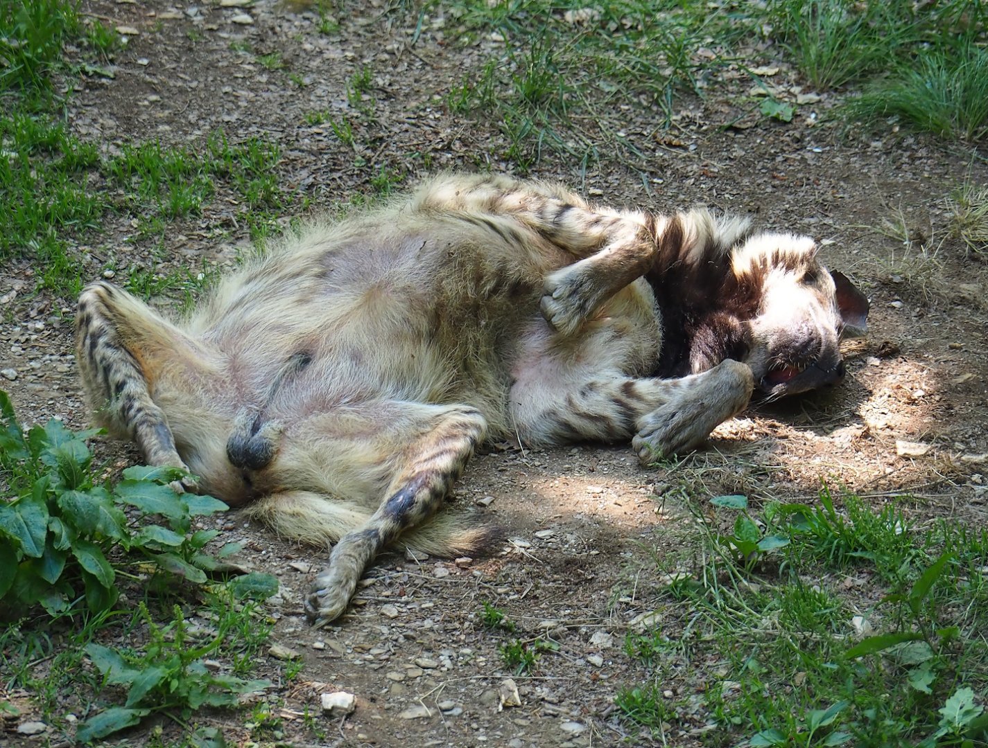 Striped hyena (Hyaena hyaena), 2023-06-24