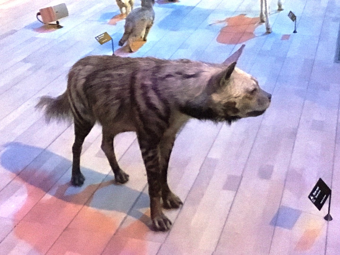 Striped hyena (Hyaena hyaena); November 24th 2018