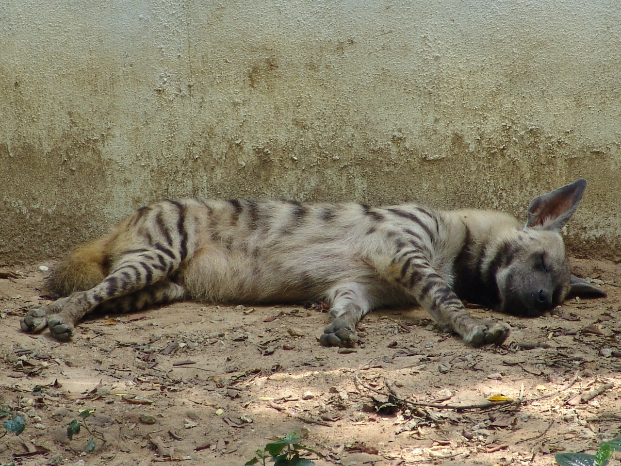 Striped Hyena (Hyaena hyaena)