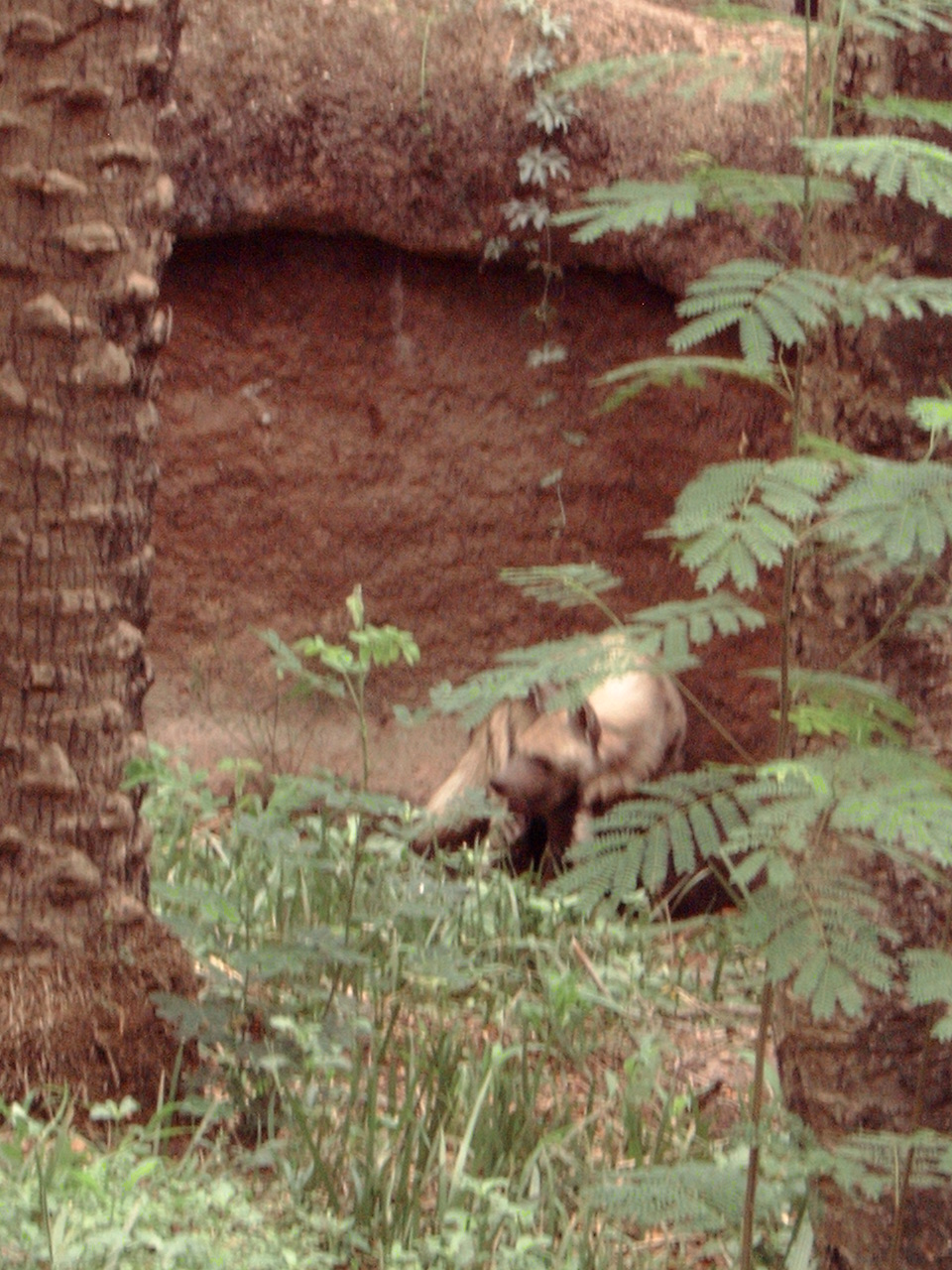 Striped Hyena (Hyaena hyaena)
