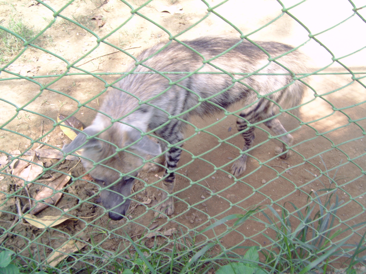Striped Hyena (Hyaena hyaena)