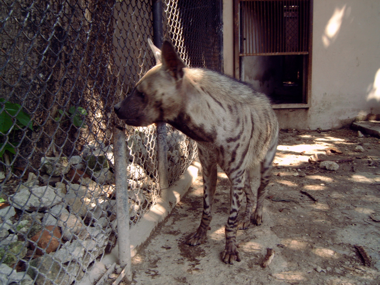Striped Hyena (Hyaena hyaena)