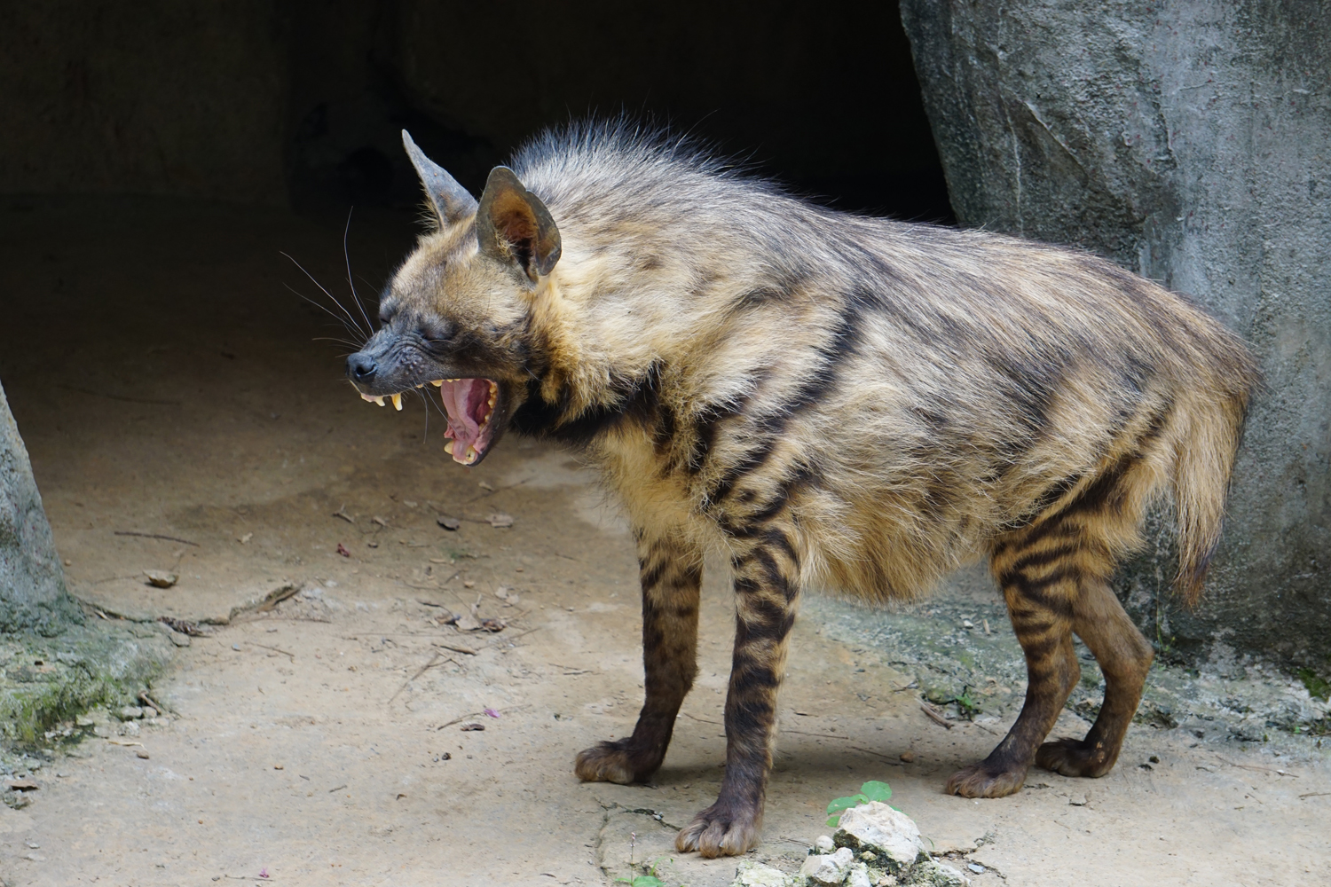 Striped hyena (Hyaena hyaena)