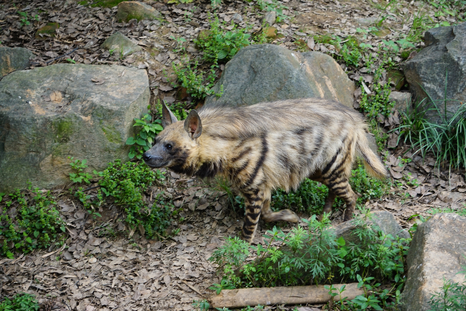 Striped hyena (Hyaena hyaena)