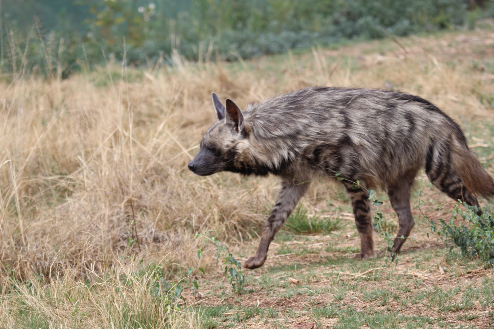 striped hyena (Hyaena hyaena)