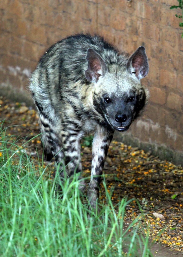 striped hyena (Hyaena hyaena)