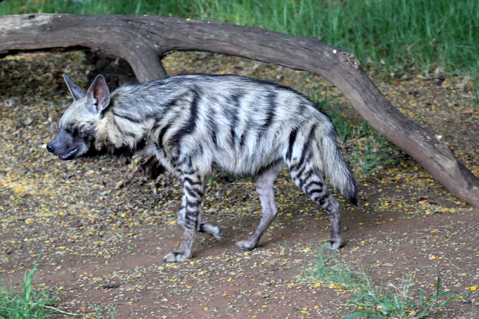 striped hyena (Hyaena hyaena)