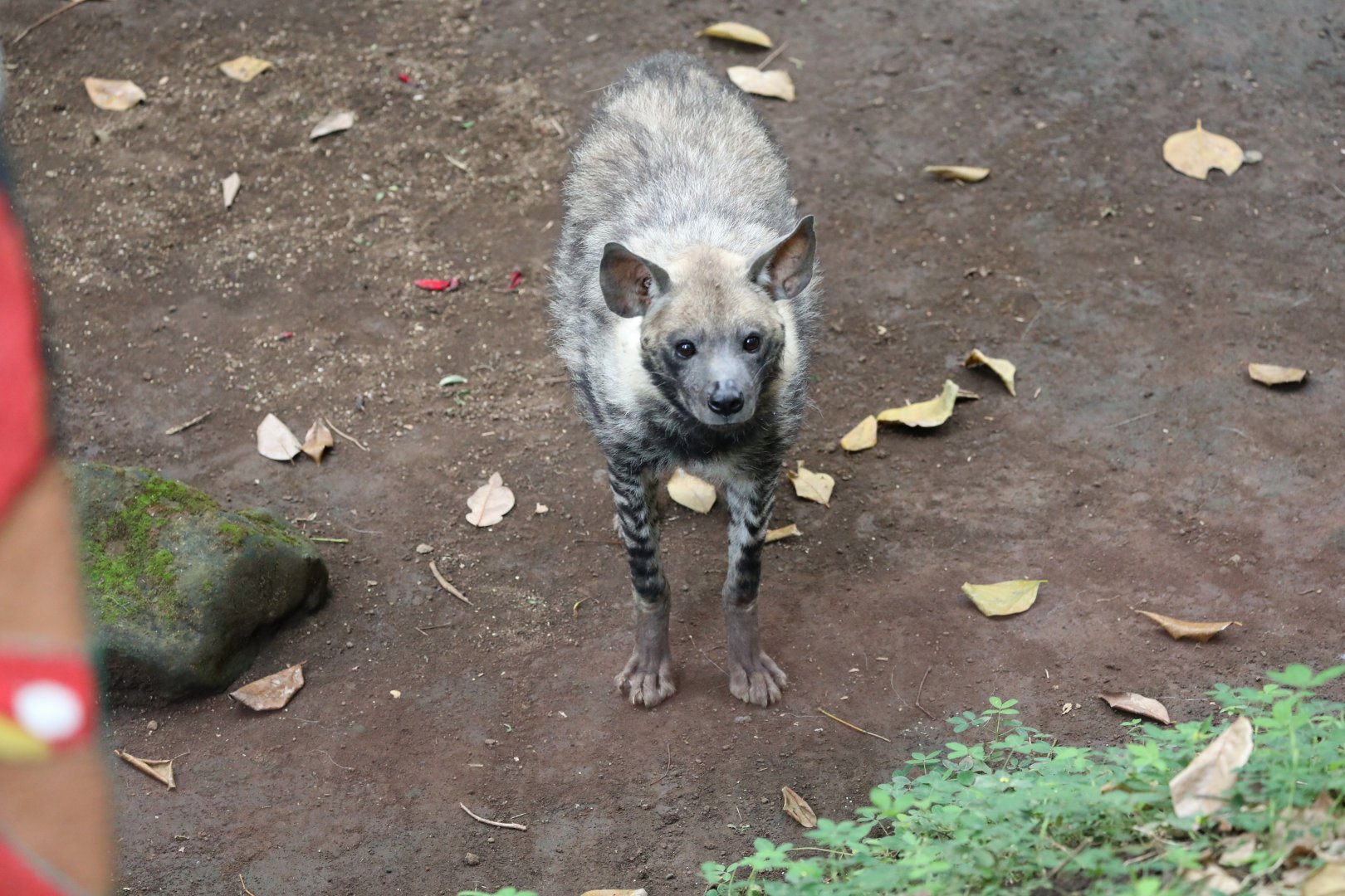 striped hyena (Hyaena hyaena)