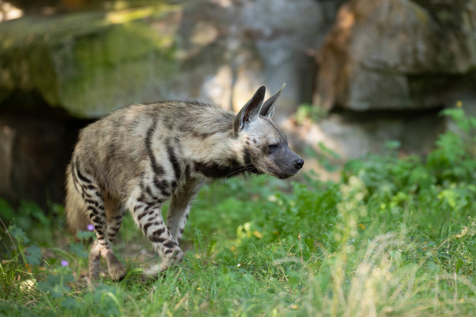 Striped hyena (Hyaena hyaena)