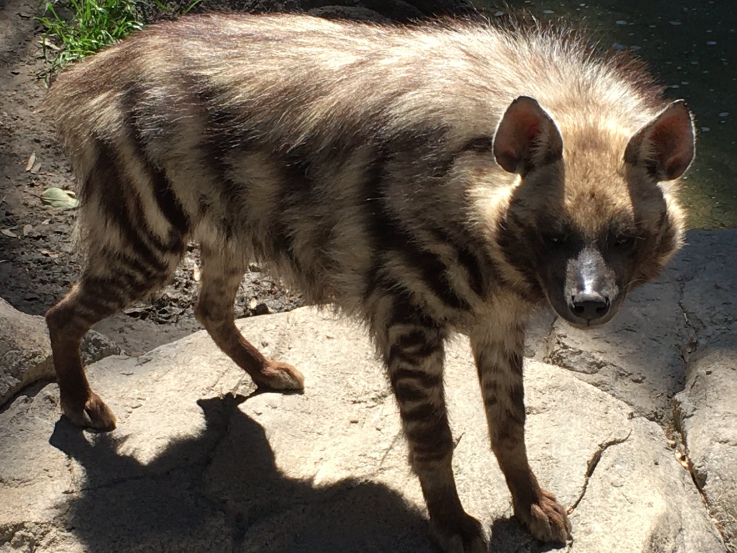 Striped Hyena (Hyaena hyaena)