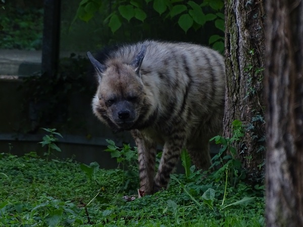 Striped hyena (Hyaena hyaena)