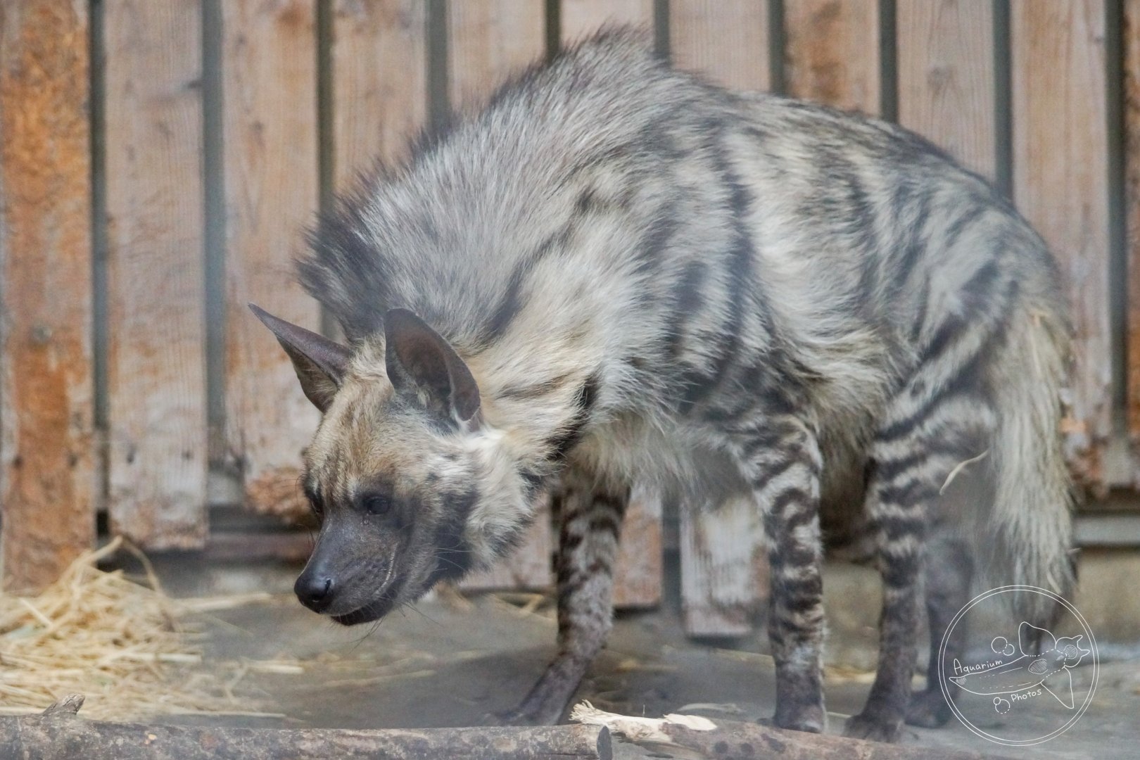 Striped Hyena (Hyaena hyaena)