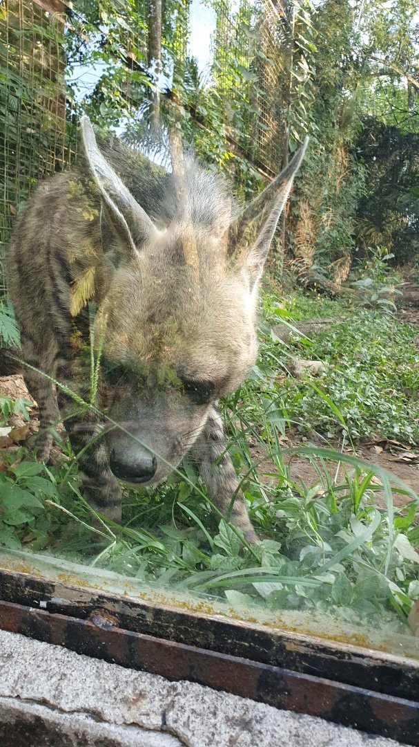 Striped Hyena (Hyaena hyaena)