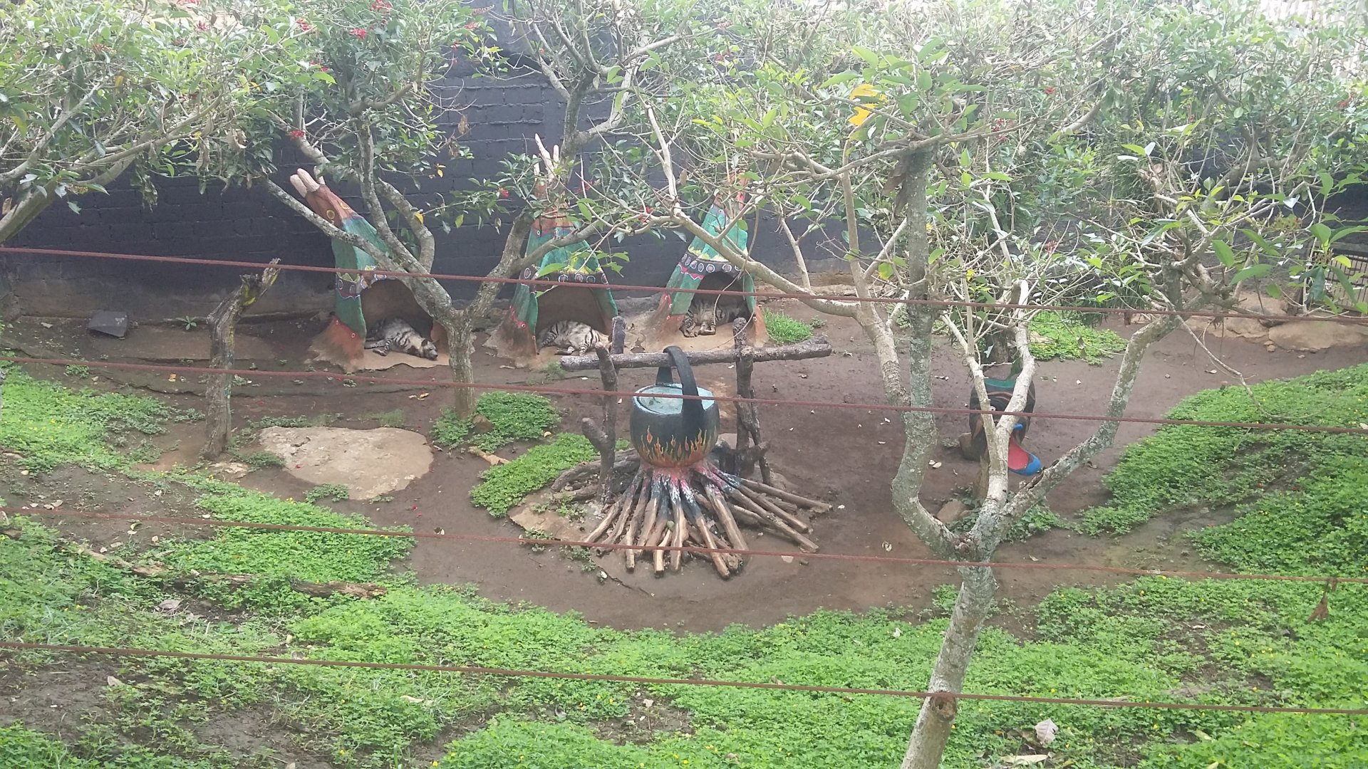 Striped hyena (Hyaena hyaena)