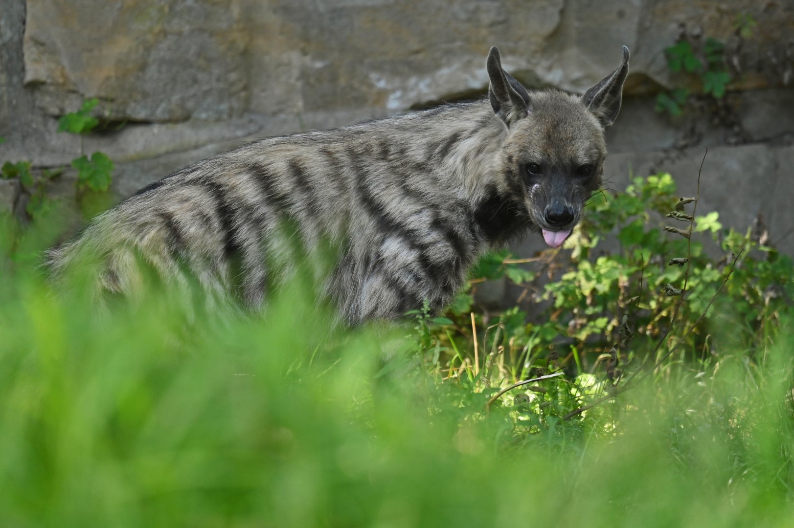Striped hyena (Hyaena hyaena)