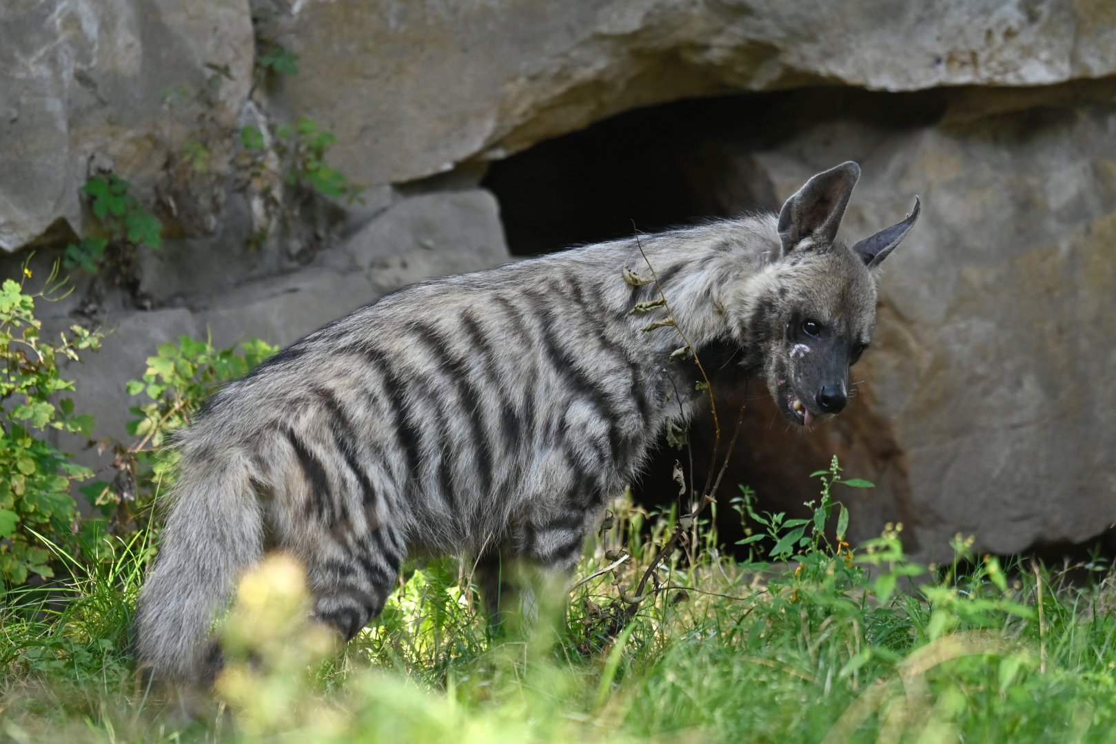 Striped hyena (Hyaena hyaena)