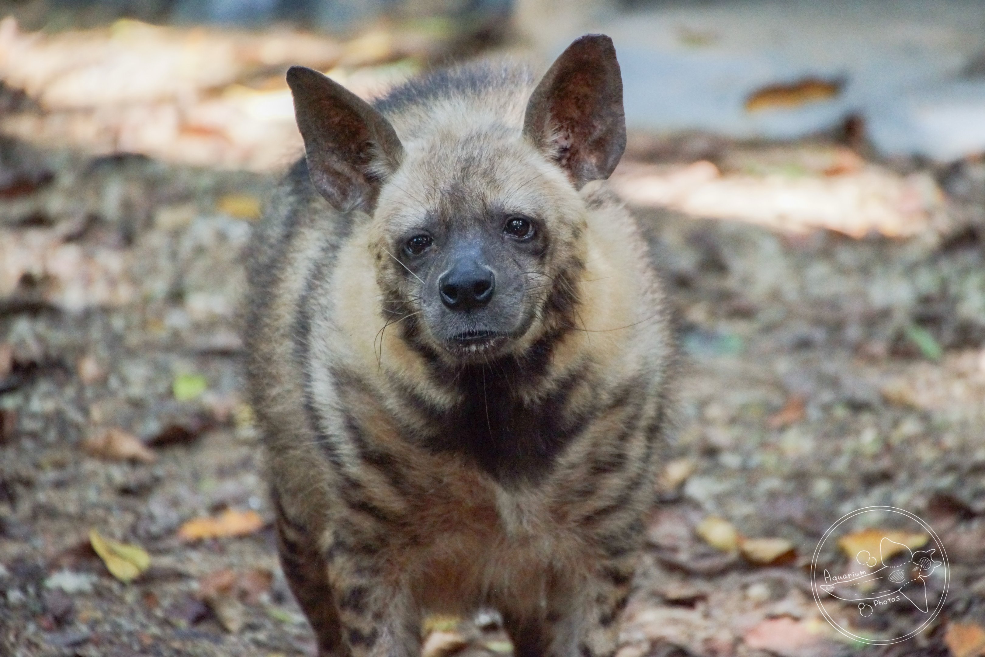 Striped Hyena (Hyaena hyaena)
