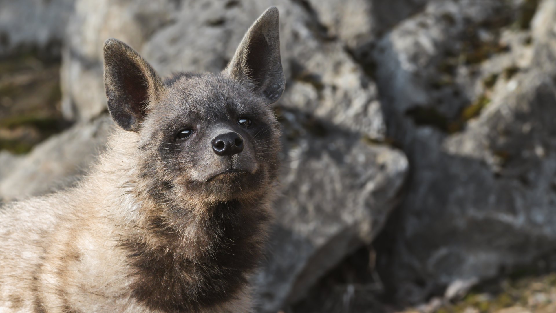 Striped hyena (Hyaena hyaena)