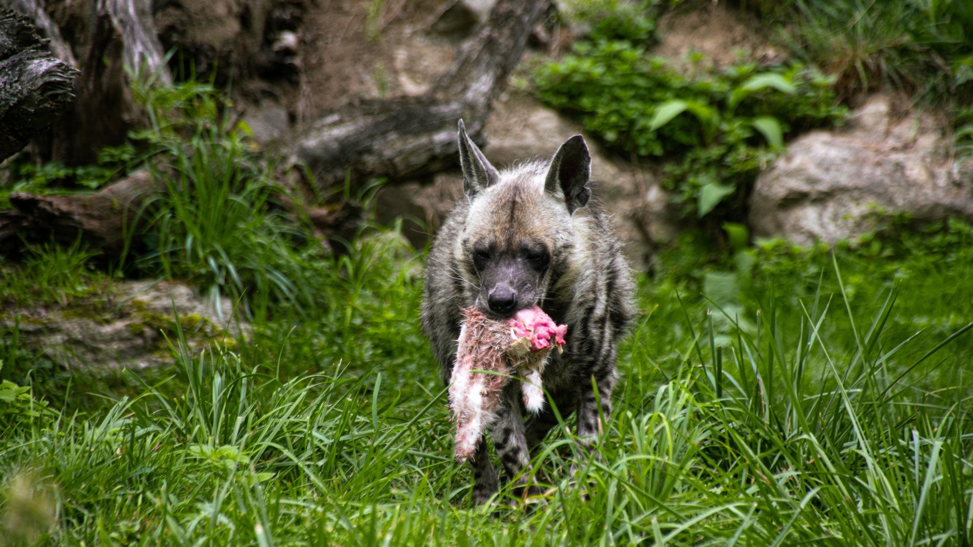 Striped hyena (Hyaena hyaena)