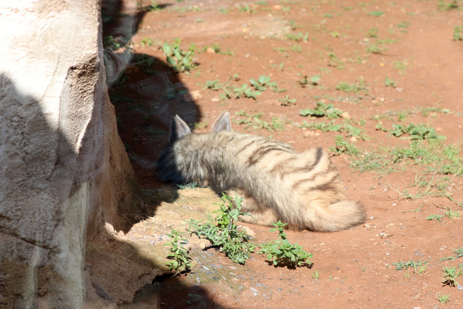 Striped Hyena (Hyaena hyaena)