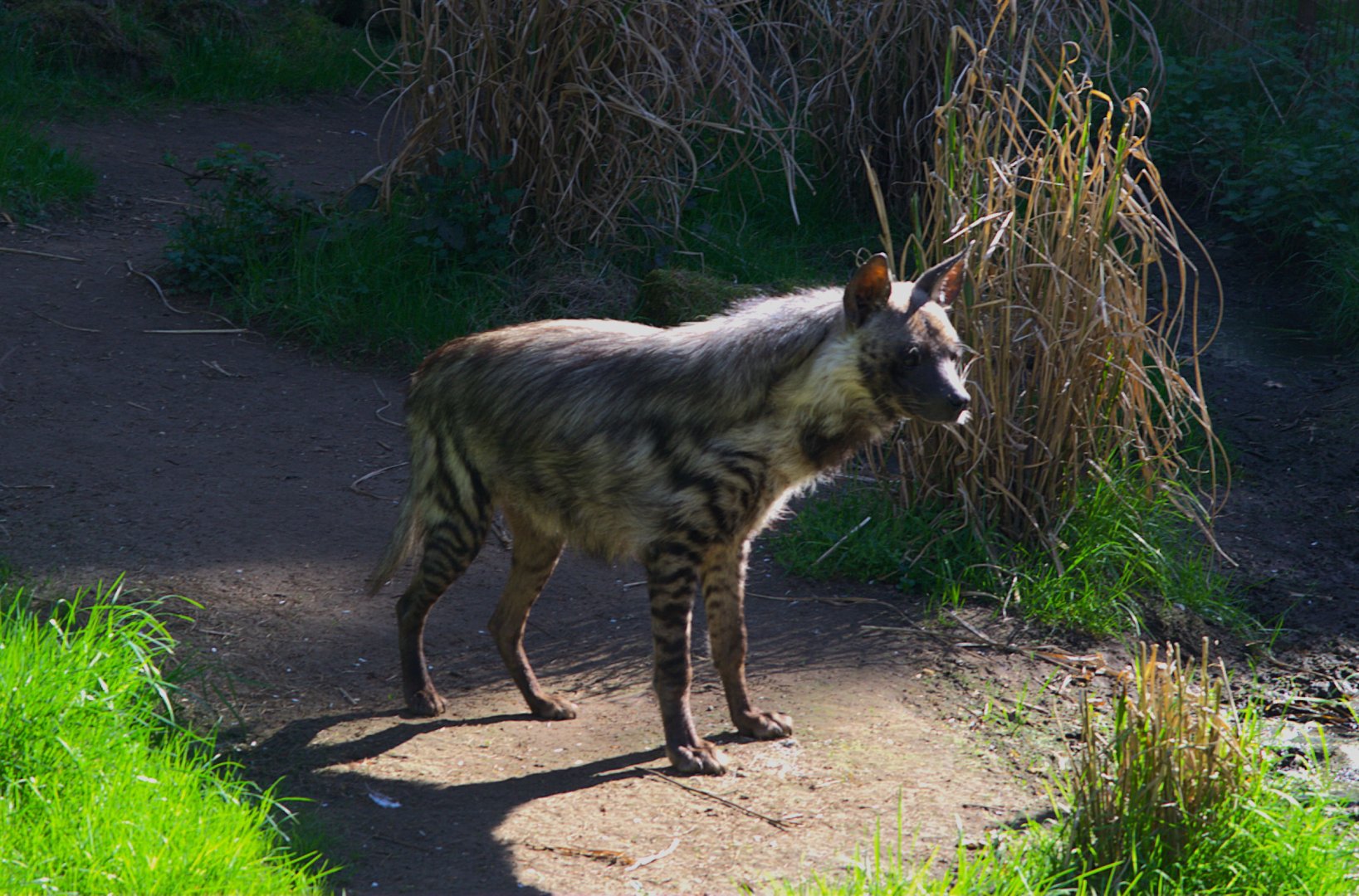Striped Hyena (Hyaena hyaena)