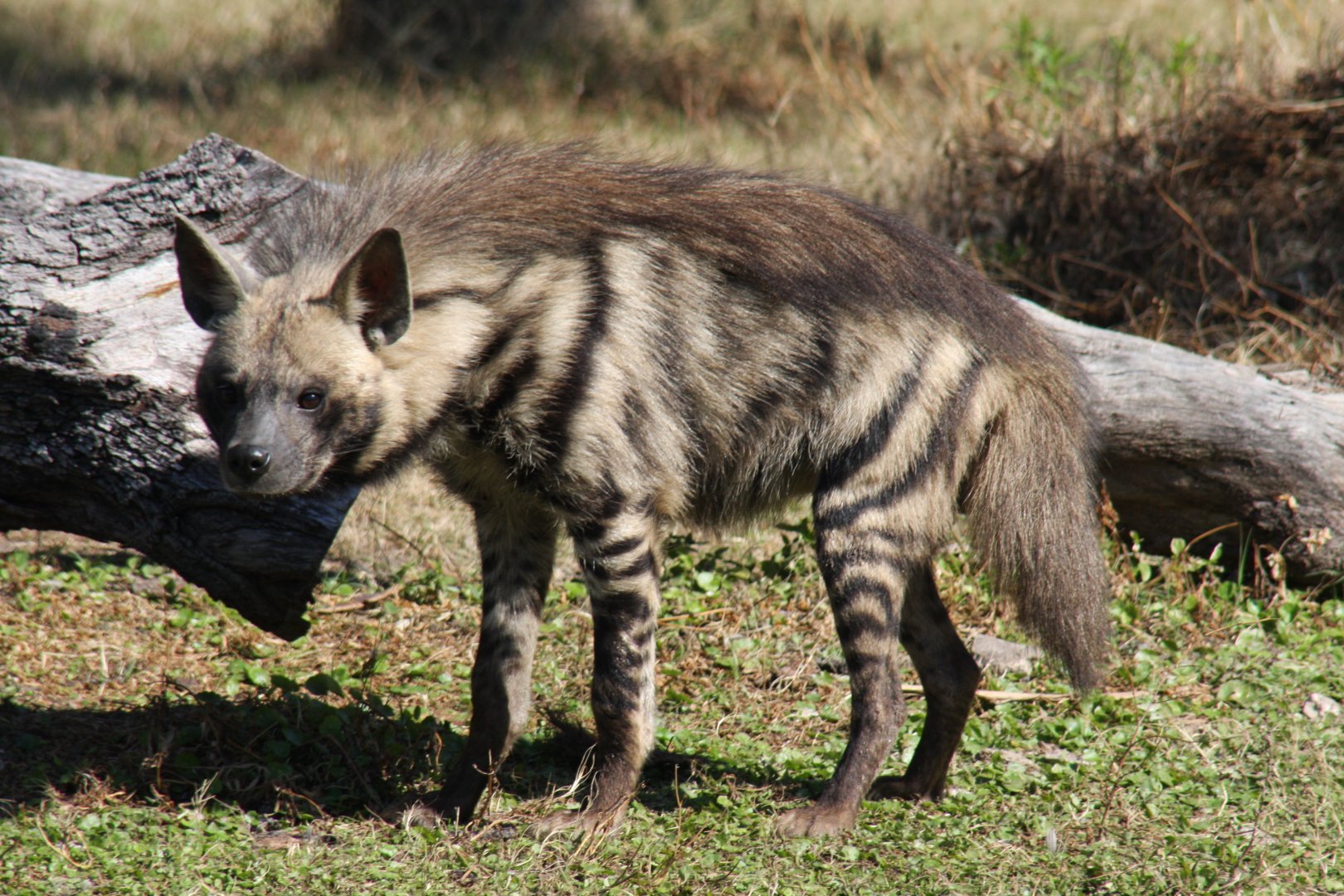 striped hyena (Hyaena hyaena)