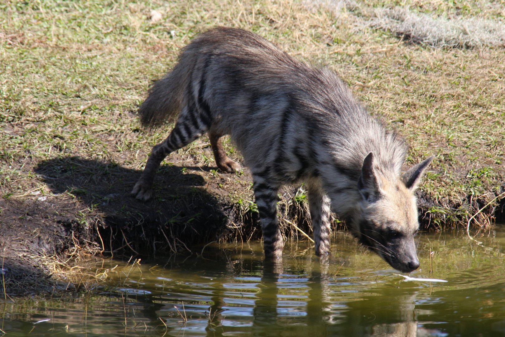 striped hyena (Hyaena hyaena)