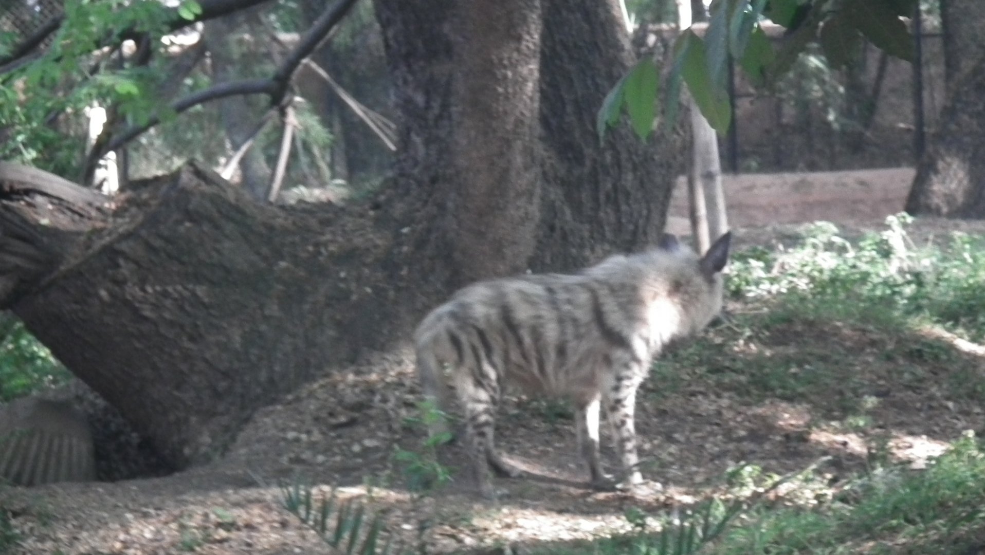 Striped Hyena (Hyena hyena)