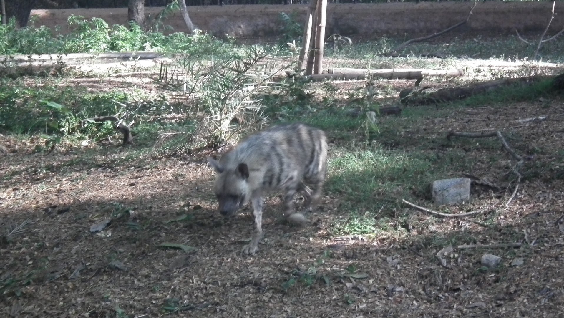 Striped Hyena (Hyena hyena)