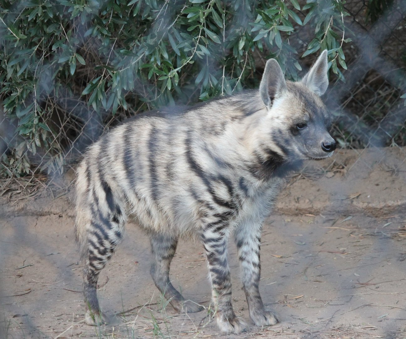 Striped Hyena (Hyena hyena)