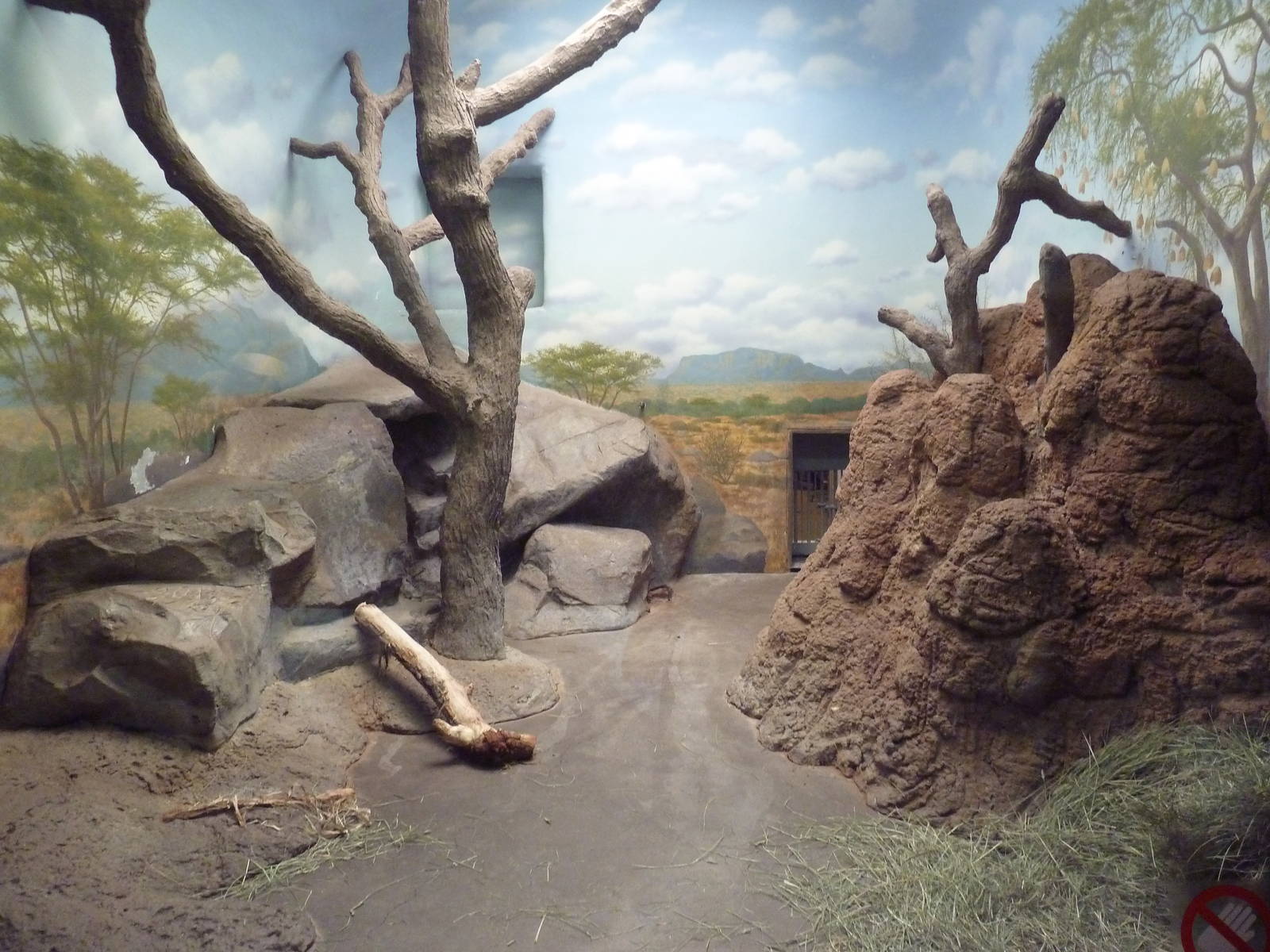 Striped Hyena Indoor Exhibit