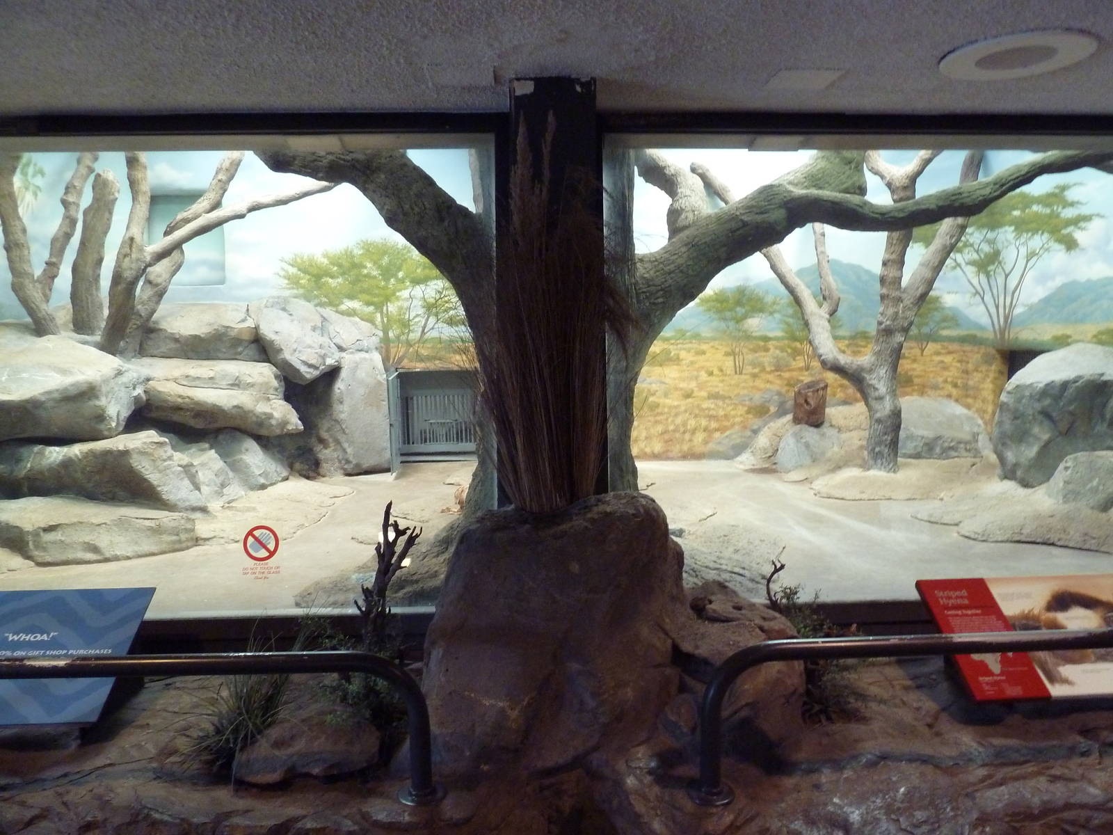 Striped Hyena Indoor Exhibit