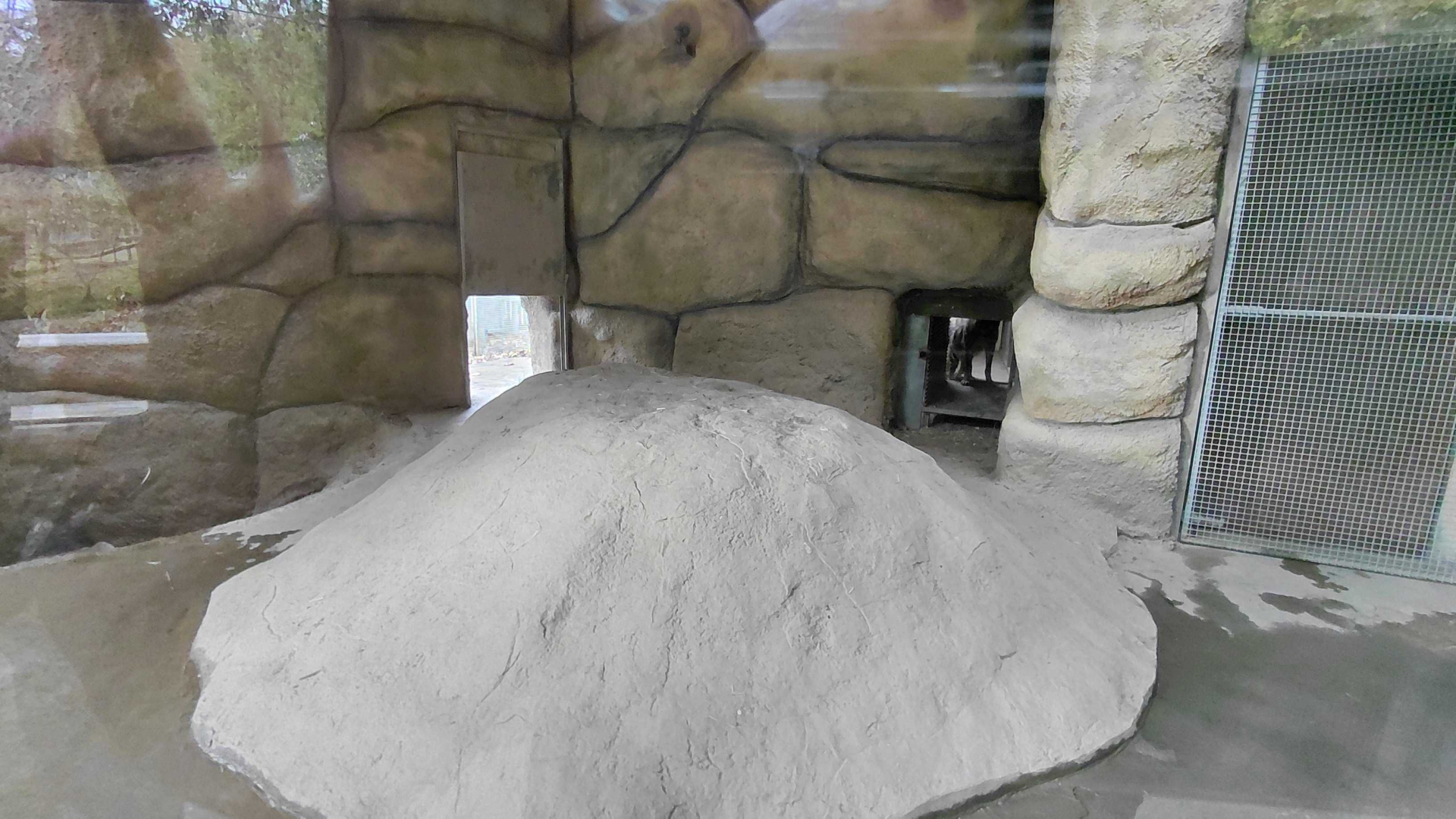 Striped hyena indoor exhibit