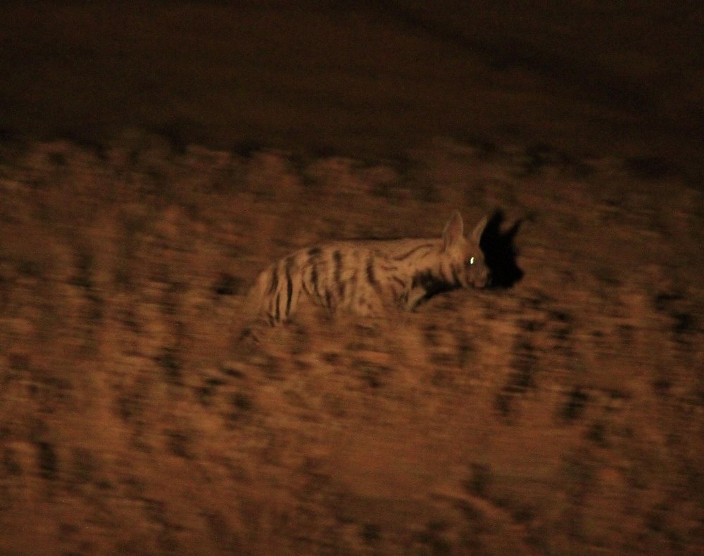 Striped hyena (iran-ilam)-2011