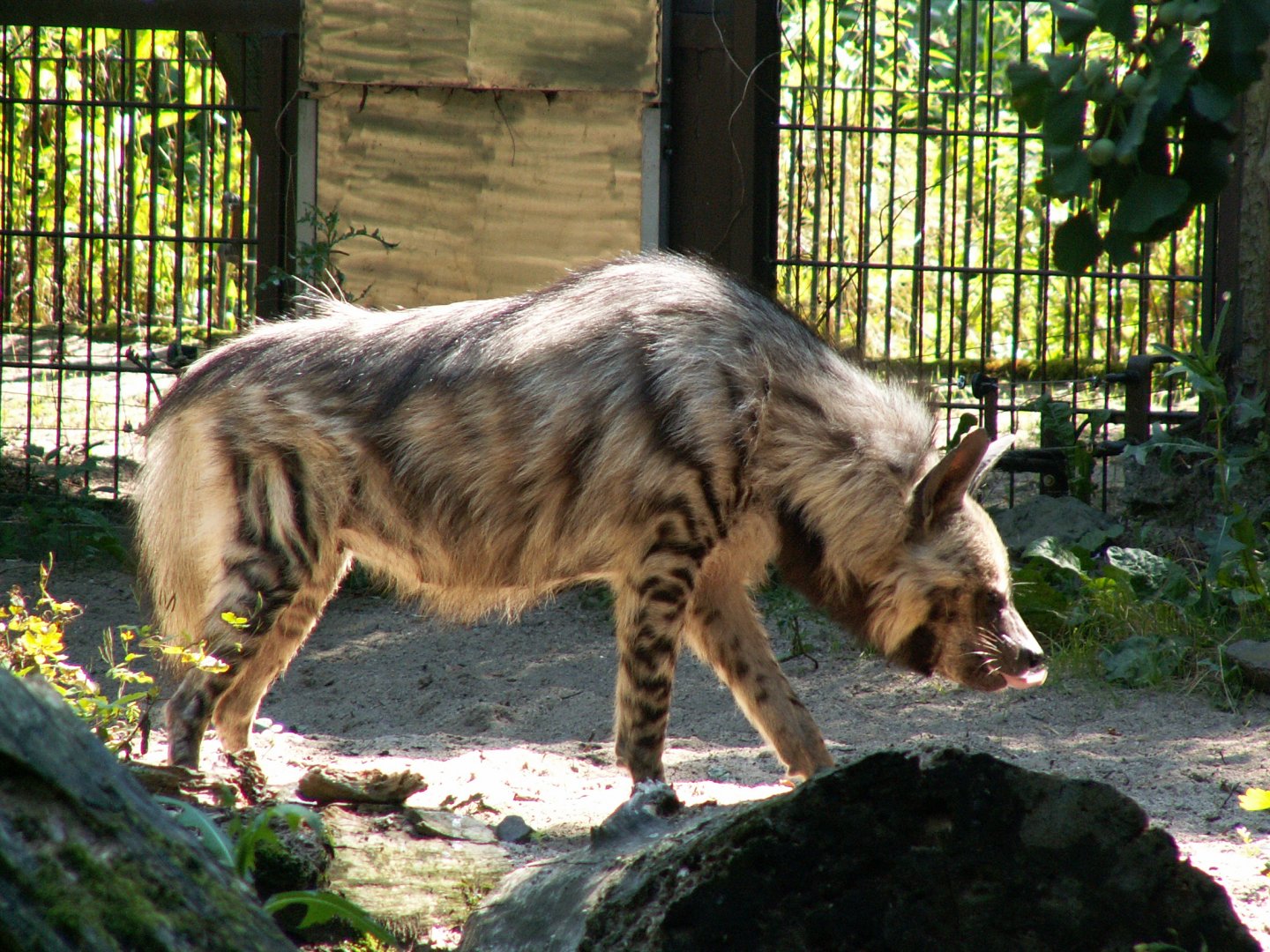 Striped hyena - July 2014