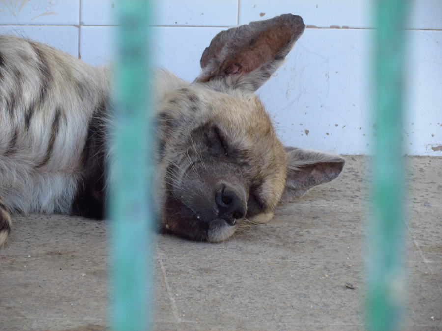 Striped hyena-Mashhad zoo