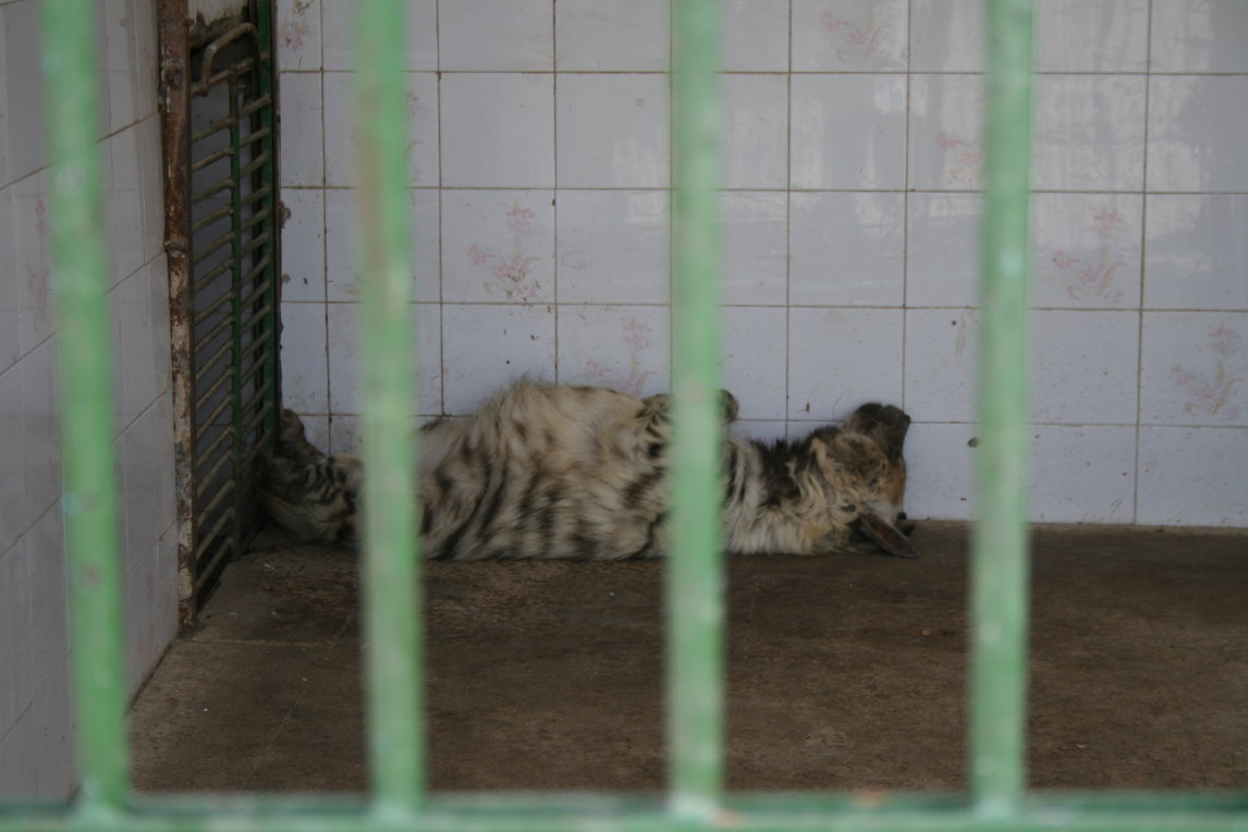 Striped hyena(mashhad zoo)