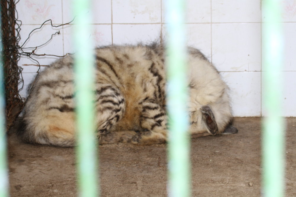 Striped hyena (Mashhad zoo)