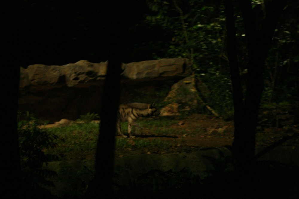 Striped Hyena, Night Safari