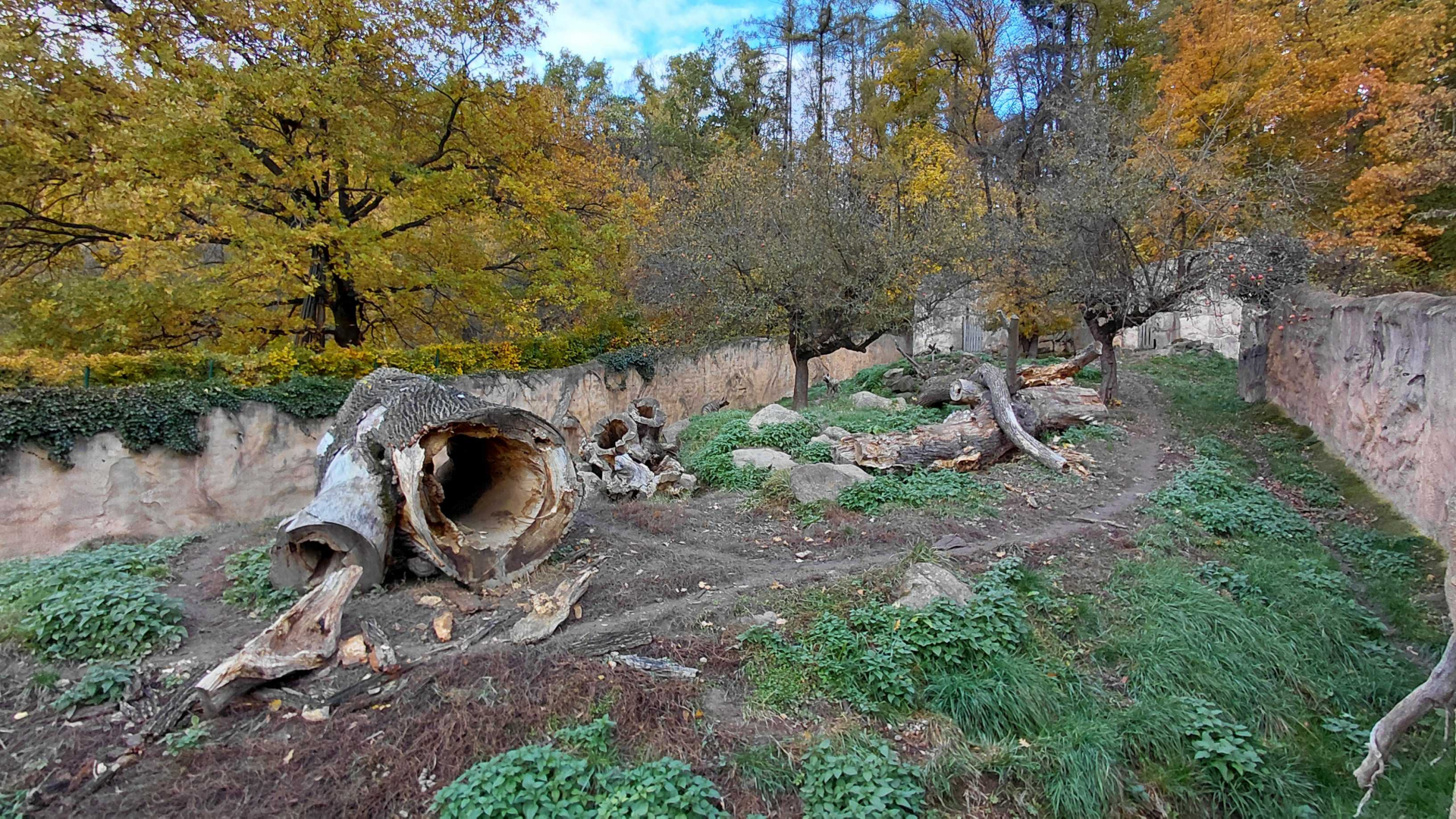 Striped hyena outdoor exhibit