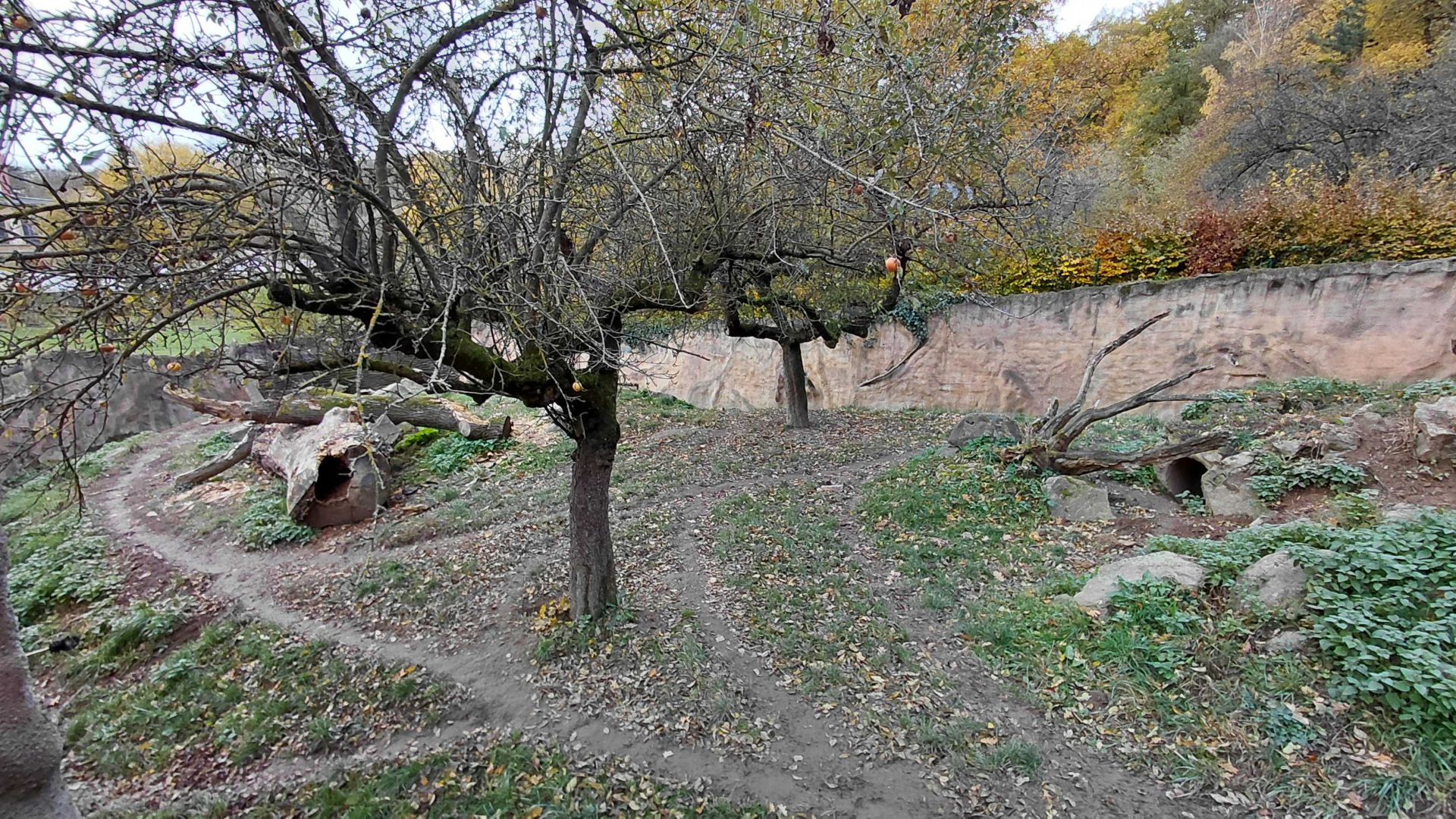 Striped hyena outdoor exhibit