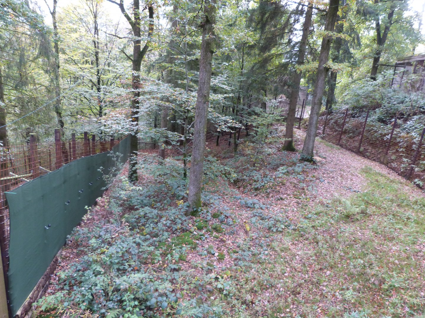 Striped hyena - Parc animalier de Bouillon