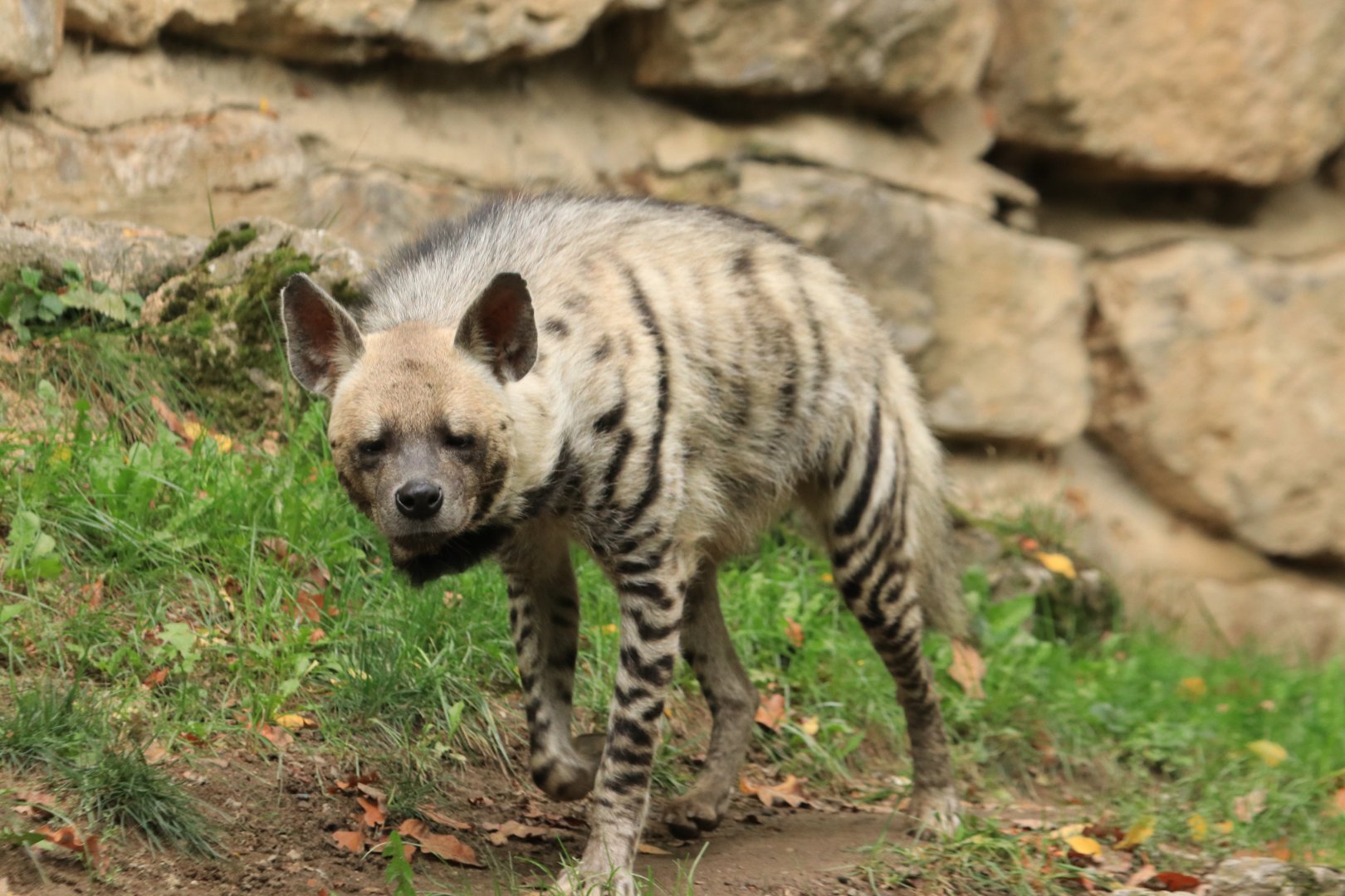 Striped Hyena (September 2019)
