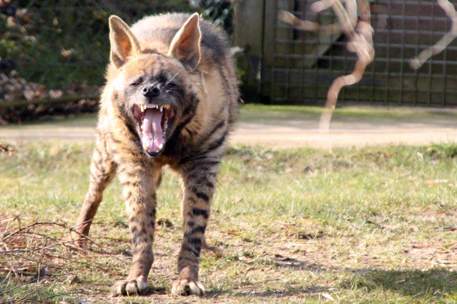 Striped Hyena shows its teeth