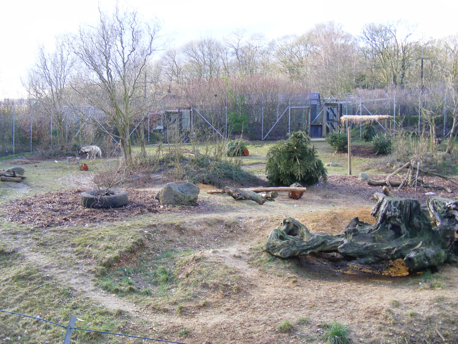 Striped Hyena / Spotted Hyena enclosure at Colchester Zoo, 13 February 2009