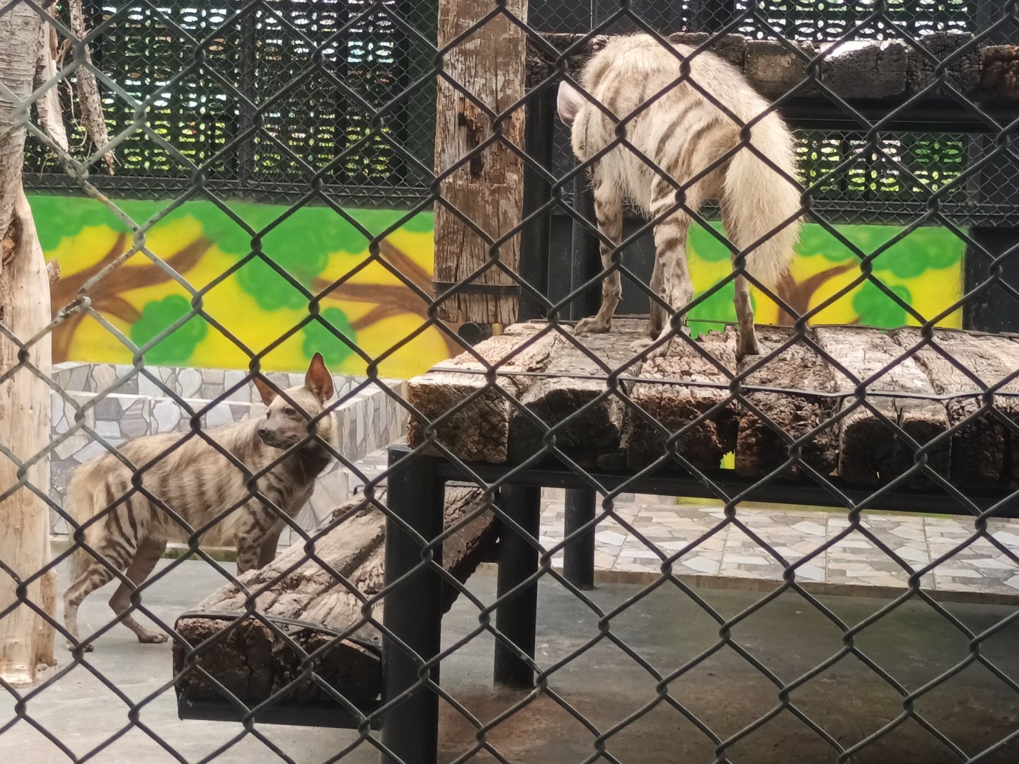 Striped hyena : Sriayuthaya Lion Park